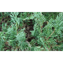 Ялівець горизонтальний ’Монтана’ | Juniperus horizontalis ’Montana’ | Можжевельник горизонтальный ’Монтана’