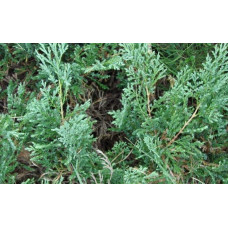 Ялівець горизонтальний ’Монтана’ | Juniperus horizontalis ’Montana’ | Можжевельник горизонтальный ’Монтана’