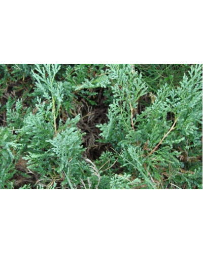 Ялівець горизонтальний ’Монтана’ | Juniperus horizontalis ’Montana’ | Можжевельник горизонтальный ’Монтана’
