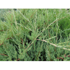 Ялівець горизонтальний ’Монтана’ | Juniperus horizontalis ’Montana’ | Можжевельник горизонтальный ’Монтана’