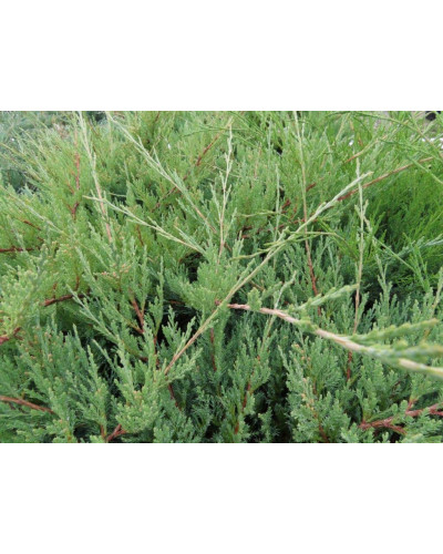 Ялівець горизонтальний ’Монтана’ | Juniperus horizontalis ’Montana’ | Можжевельник горизонтальный ’Монтана’