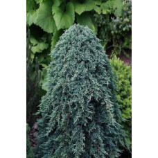 Ялівець горизонтальний Айс Блю® / Монбер® (ШТАМБ) | Juniperus horizontalis Icee Blue® / Monber® (Shtamb) | Можжевельник горизонтальный Айс Блю® / Монбер® (ШТАМБ)