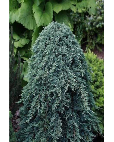 Ялівець горизонтальний Айс Блю® / Монбер® (ШТАМБ) | Juniperus horizontalis Icee Blue® / Monber® (Shtamb) | Можжевельник горизонтальный Айс Блю® / Монбер® (ШТАМБ)