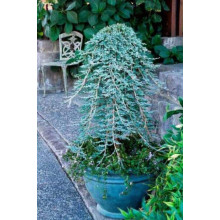 Ялівець горизонтальний Айс Блю® / Монбер® (ШТАМБ) | Juniperus horizontalis Icee Blue® / Monber® (Shtamb) | Можжевельник горизонтальный Айс Блю® / Монбер® (ШТАМБ)
