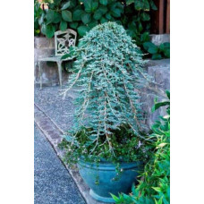 Ялівець горизонтальний Айс Блю® / Монбер® (ШТАМБ) | Juniperus horizontalis Icee Blue® / Monber® (Shtamb) | Можжевельник горизонтальный Айс Блю® / Монбер® (ШТАМБ)