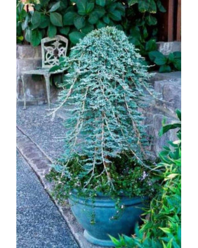 Ялівець горизонтальний Айс Блю® / Монбер® (ШТАМБ) | Juniperus horizontalis Icee Blue® / Monber® (Shtamb) | Можжевельник горизонтальный Айс Блю® / Монбер® (ШТАМБ)