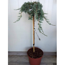 Ялівець горизонтальний Айс Блю® / Монбер® (ШТАМБ) | Juniperus horizontalis Icee Blue® / Monber® (Shtamb) | Можжевельник горизонтальный Айс Блю® / Монбер® (ШТАМБ)