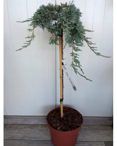 Ялівець горизонтальний Айс Блю® / Монбер® (ШТАМБ) | Juniperus horizontalis Icee Blue® / Monber® (Shtamb) | Можжевельник горизонтальный Айс Блю® / Монбер® (ШТАМБ)