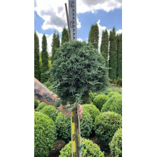 Ялівець горизонтальний Айс Блю® / Монбер® (ШТАМБ) | Juniperus horizontalis Icee Blue® / Monber® (Shtamb) | Можжевельник горизонтальный Айс Блю® / Монбер® (ШТАМБ)