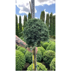 Ялівець горизонтальний Айс Блю® / Монбер® (ШТАМБ) | Juniperus horizontalis Icee Blue® / Monber® (Shtamb) | Можжевельник горизонтальный Айс Блю® / Монбер® (ШТАМБ)