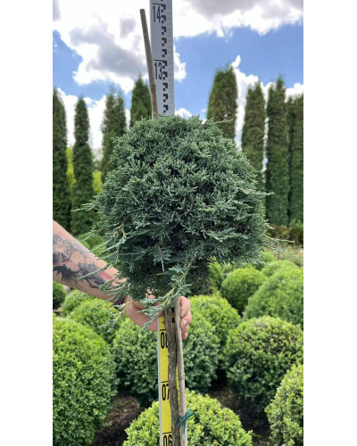 Ялівець горизонтальний Айс Блю® / Монбер® (ШТАМБ) | Juniperus horizontalis Icee Blue® / Monber® (Shtamb) | Можжевельник горизонтальный Айс Блю® / Монбер® (ШТАМБ)