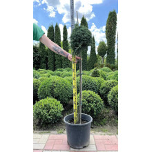 Ялівець горизонтальний Айс Блю® / Монбер® (ШТАМБ) | Juniperus horizontalis Icee Blue® / Monber® (Shtamb) | Можжевельник горизонтальный Айс Блю® / Монбер® (ШТАМБ)