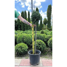 Ялівець горизонтальний Айс Блю® / Монбер® (ШТАМБ) | Juniperus horizontalis Icee Blue® / Monber® (Shtamb) | Можжевельник горизонтальный Айс Блю® / Монбер® (ШТАМБ)