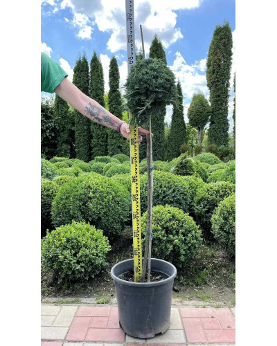 Ялівець горизонтальний Айс Блю® / Монбер® (ШТАМБ) | Juniperus horizontalis Icee Blue® / Monber® (Shtamb) | Можжевельник горизонтальный Айс Блю® / Монбер® (ШТАМБ)