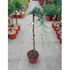 Ялівець горизонтальний Айс Блю® / Монбер® (ШТАМБ) | Juniperus horizontalis Icee Blue® / Monber® (Shtamb) | Можжевельник горизонтальный Айс Блю® / Монбер® (ШТАМБ)