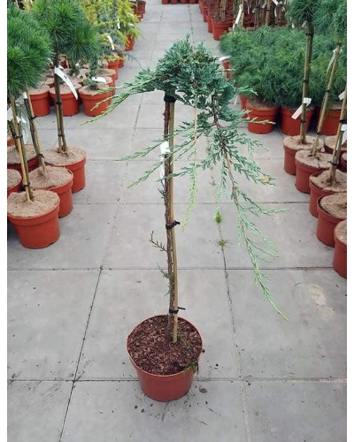 Ялівець горизонтальний Айс Блю® / Монбер® (ШТАМБ) | Juniperus horizontalis Icee Blue® / Monber® (Shtamb) | Можжевельник горизонтальный Айс Блю® / Монбер® (ШТАМБ)