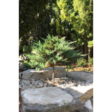 Ялівець горизонтальний Блю Чіп / Блу Чіп на штамбі | Juniperus horizontalis Blue Chip on shtambe | Можжевельник горизонтальный Блю Чип / Блу Чип на штамбе