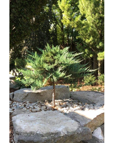 Ялівець горизонтальний Блю Чіп / Блу Чіп на штамбі | Juniperus horizontalis Blue Chip on shtambe | Можжевельник горизонтальный Блю Чип / Блу Чип на штамбе