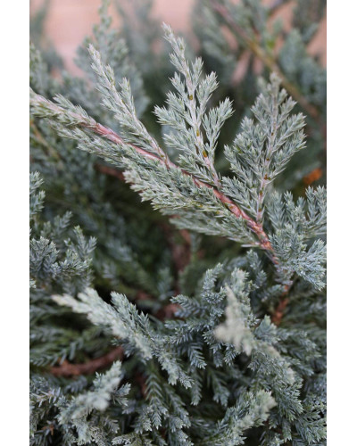 Ялівець горизонтальний Блю Чіп / Блу Чіп на штамбі | Juniperus horizontalis Blue Chip on shtambe | Можжевельник горизонтальный Блю Чип / Блу Чип на штамбе