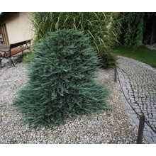 Ялівець горизонтальний Блю Чіп / Блу Чіп на штамбі | Juniperus horizontalis Blue Chip on shtambe | Можжевельник горизонтальный Блю Чип / Блу Чип на штамбе