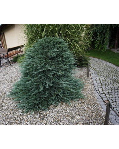 Ялівець горизонтальний Блю Чіп / Блу Чіп на штамбі | Juniperus horizontalis Blue Chip on shtambe | Можжевельник горизонтальный Блю Чип / Блу Чип на штамбе