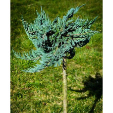 Ялівець горизонтальний Блю Чіп / Блу Чіп на штамбі | Juniperus horizontalis Blue Chip on shtambe | Можжевельник горизонтальный Блю Чип / Блу Чип на штамбе