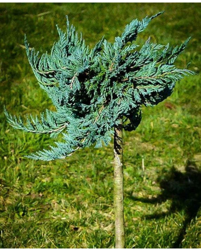 Ялівець горизонтальний Блю Чіп / Блу Чіп на штамбі | Juniperus horizontalis Blue Chip on shtambe | Можжевельник горизонтальный Блю Чип / Блу Чип на штамбе