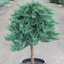 Ялівець горизонтальний Блю Чіп / Блу Чіп на штамбі | Juniperus horizontalis Blue Chip on shtambe | Можжевельник горизонтальный Блю Чип / Блу Чип на штамбе