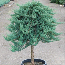 Ялівець горизонтальний Блю Чіп / Блу Чіп на штамбі | Juniperus horizontalis Blue Chip on shtambe | Можжевельник горизонтальный Блю Чип / Блу Чип на штамбе