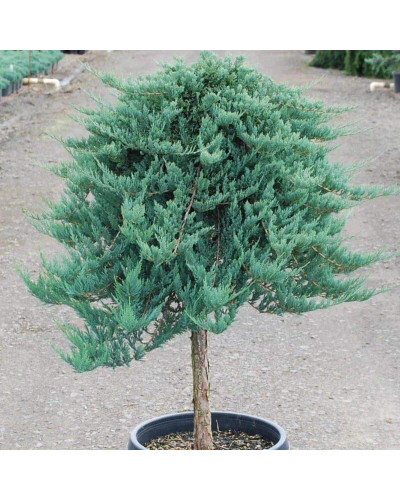 Ялівець горизонтальний Блю Чіп / Блу Чіп на штамбі | Juniperus horizontalis Blue Chip on shtambe | Можжевельник горизонтальный Блю Чип / Блу Чип на штамбе