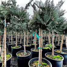 Ялівець горизонтальний Блю Чіп / Блу Чіп на штамбі | Juniperus horizontalis Blue Chip on shtambe | Можжевельник горизонтальный Блю Чип / Блу Чип на штамбе
