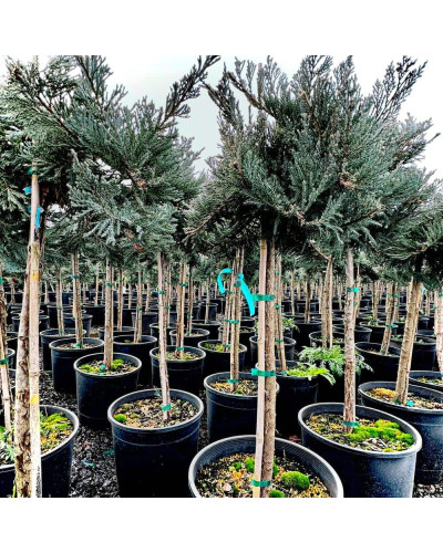 Ялівець горизонтальний Блю Чіп / Блу Чіп на штамбі | Juniperus horizontalis Blue Chip on shtambe | Можжевельник горизонтальный Блю Чип / Блу Чип на штамбе