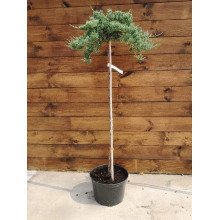 Ялівець горизонтальний Блю Чіп / Блу Чіп на штамбі | Juniperus horizontalis Blue Chip on shtambe | Можжевельник горизонтальный Блю Чип / Блу Чип на штамбе