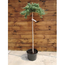 Ялівець горизонтальний Блю Чіп / Блу Чіп на штамбі | Juniperus horizontalis Blue Chip on shtambe | Можжевельник горизонтальный Блю Чип / Блу Чип на штамбе