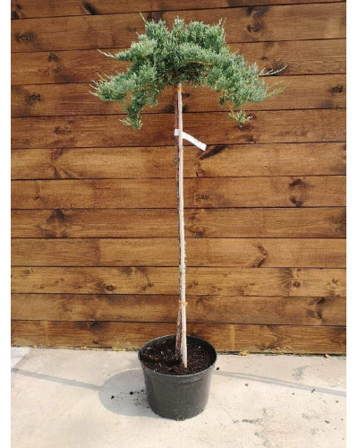 Ялівець горизонтальний Блю Чіп / Блу Чіп на штамбі | Juniperus horizontalis Blue Chip on shtambe | Можжевельник горизонтальный Блю Чип / Блу Чип на штамбе