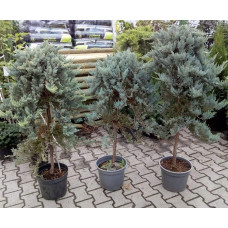 Ялівець горизонтальний Блю Чіп / Блу Чіп на штамбі | Juniperus horizontalis Blue Chip on shtambe | Можжевельник горизонтальный Блю Чип / Блу Чип на штамбе