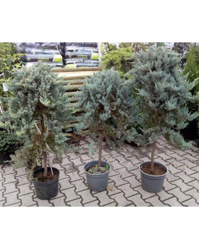 Ялівець горизонтальний Блю Чіп / Блу Чіп на штамбі | Juniperus horizontalis Blue Chip on shtambe | Можжевельник горизонтальный Блю Чип / Блу Чип на штамбе