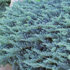 Ялівець горизонтальний Блю Чіп / Блу Чіп на штамбі | Juniperus horizontalis Blue Chip on shtambe | Можжевельник горизонтальный Блю Чип / Блу Чип на штамбе