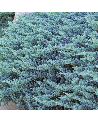 Ялівець горизонтальний Блю Чіп / Блу Чіп на штамбі | Juniperus horizontalis Blue Chip on shtambe | Можжевельник горизонтальный Блю Чип / Блу Чип на штамбе