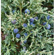 Ялівець горизонтальний Блю Чіп / Блу Чіп на штамбі | Juniperus horizontalis Blue Chip on shtambe | Можжевельник горизонтальный Блю Чип / Блу Чип на штамбе