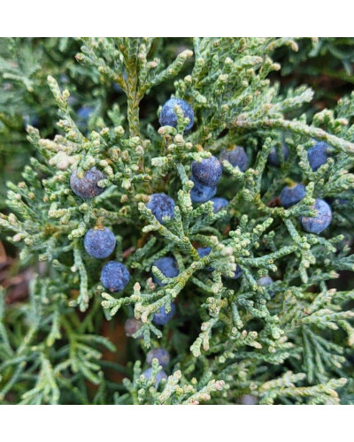 Ялівець горизонтальний Блю Чіп / Блу Чіп на штамбі | Juniperus horizontalis Blue Chip on shtambe | Можжевельник горизонтальный Блю Чип / Блу Чип на штамбе