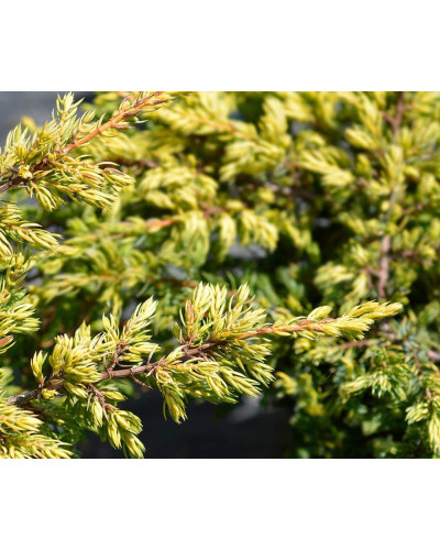 Ялівець звичайний Голдшатц на штамбі | Juniperus communis Goldschatz on shtambe | Можжевельник обыкновенный Голдшатц на штамбе