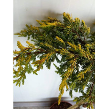 Ялівець звичайний Голдшатц на штамбі | Juniperus communis Goldschatz on shtambe | Можжевельник обыкновенный Голдшатц на штамбе