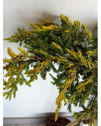 Ялівець звичайний Голдшатц на штамбі | Juniperus communis Goldschatz on shtambe | Можжевельник обыкновенный Голдшатц на штамбе