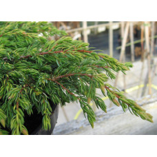 Ялівець звичайний Голдшатц на штамбі | Juniperus communis Goldschatz on shtambe | Можжевельник обыкновенный Голдшатц на штамбе
