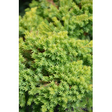 Ялівець лежачий Кішіогіма / Ялівець Кішіогіма |  Juniperus procumbens Kishiogima | Можжевельник лежачий Кишиогима / Можжевельник Кишиогима