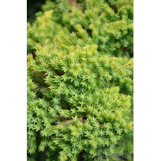 Ялівець лежачий Кішіогіма / Ялівець Кішіогіма |  Juniperus procumbens Kishiogima | Можжевельник лежачий Кишиогима / Можжевельник Кишиогима