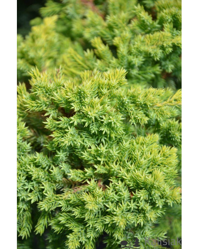Ялівець лежачий Кішіогіма / Ялівець Кішіогіма | Juniperus procumbens Kishiogima | Можжевельник лежачий Кишиогима / Можжевельник Кишиогима