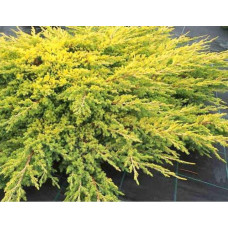 Ялівець лежачий Кішіогіма / Ялівець Кішіогіма |  Juniperus procumbens Kishiogima | Можжевельник лежачий Кишиогима / Можжевельник Кишиогима