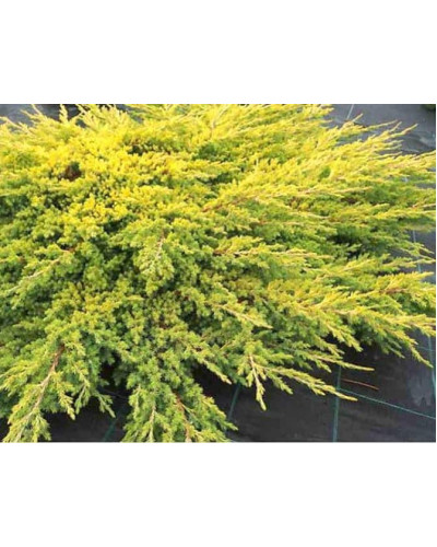 Ялівець лежачий Кішіогіма / Ялівець Кішіогіма | Juniperus procumbens Kishiogima | Можжевельник лежачий Кишиогима / Можжевельник Кишиогима
